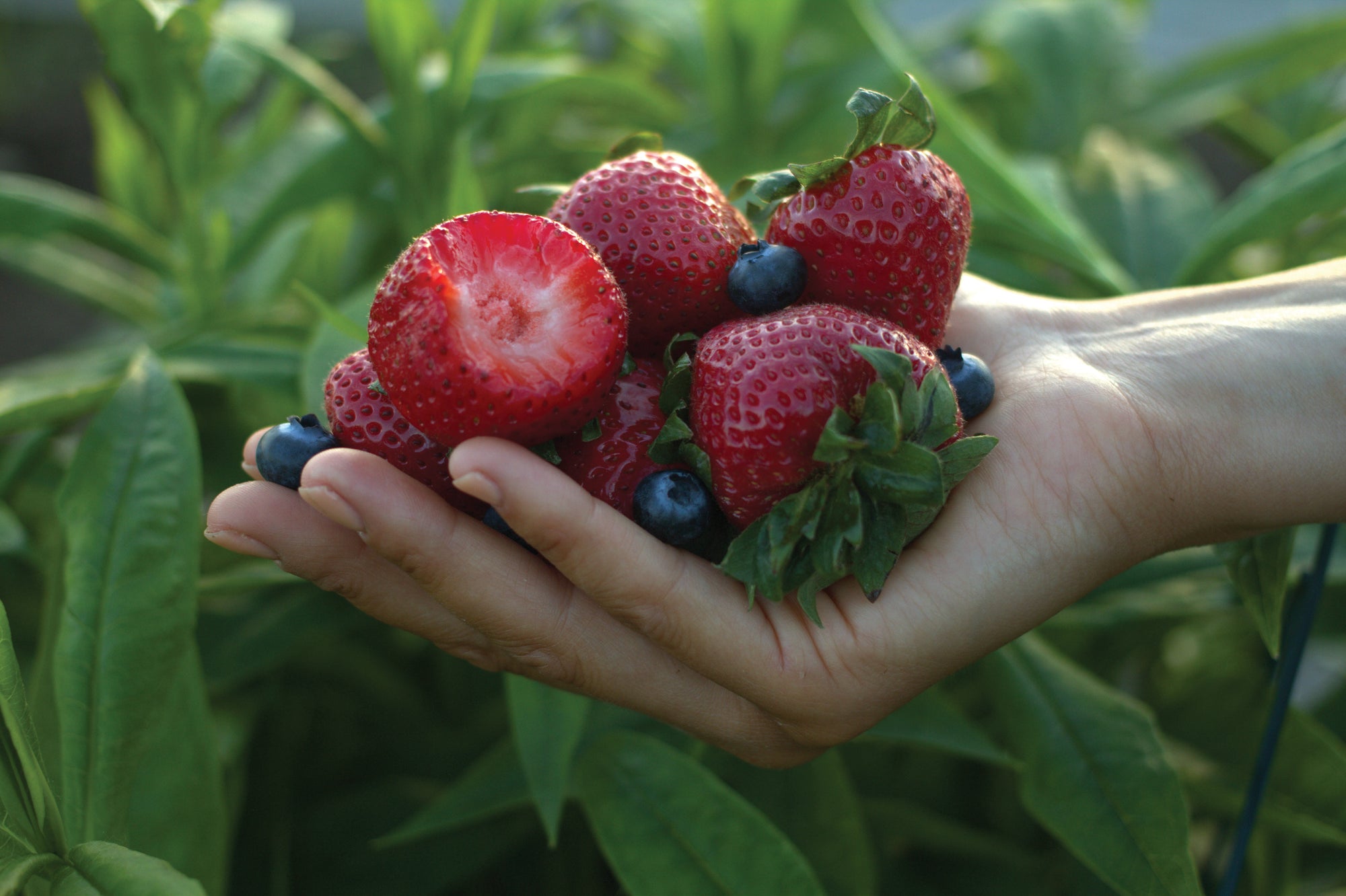 Benefits of Eating Red, White, and Blue