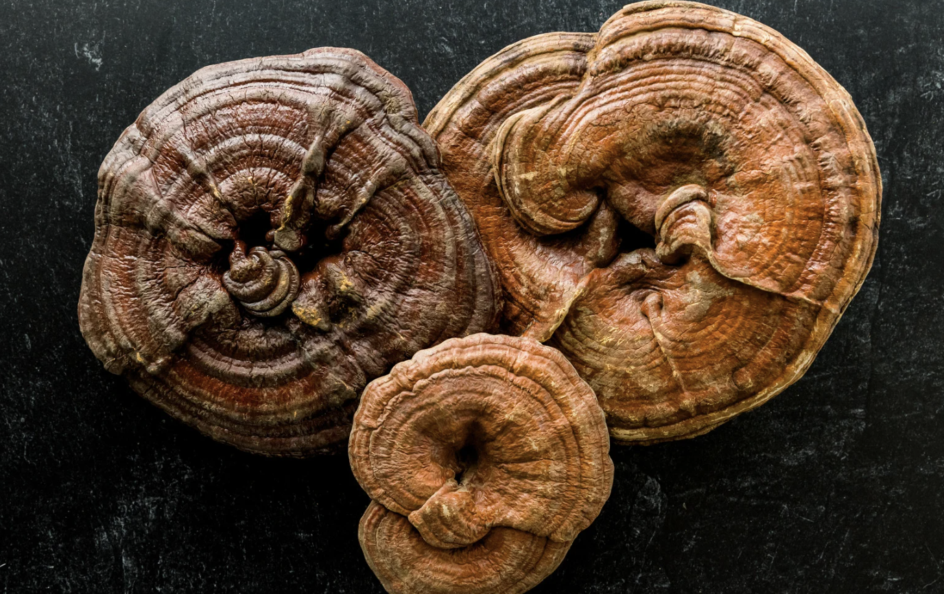 Harnessing the Power of Adaptogenic Mushrooms: A Natural Boost for Mind and Body