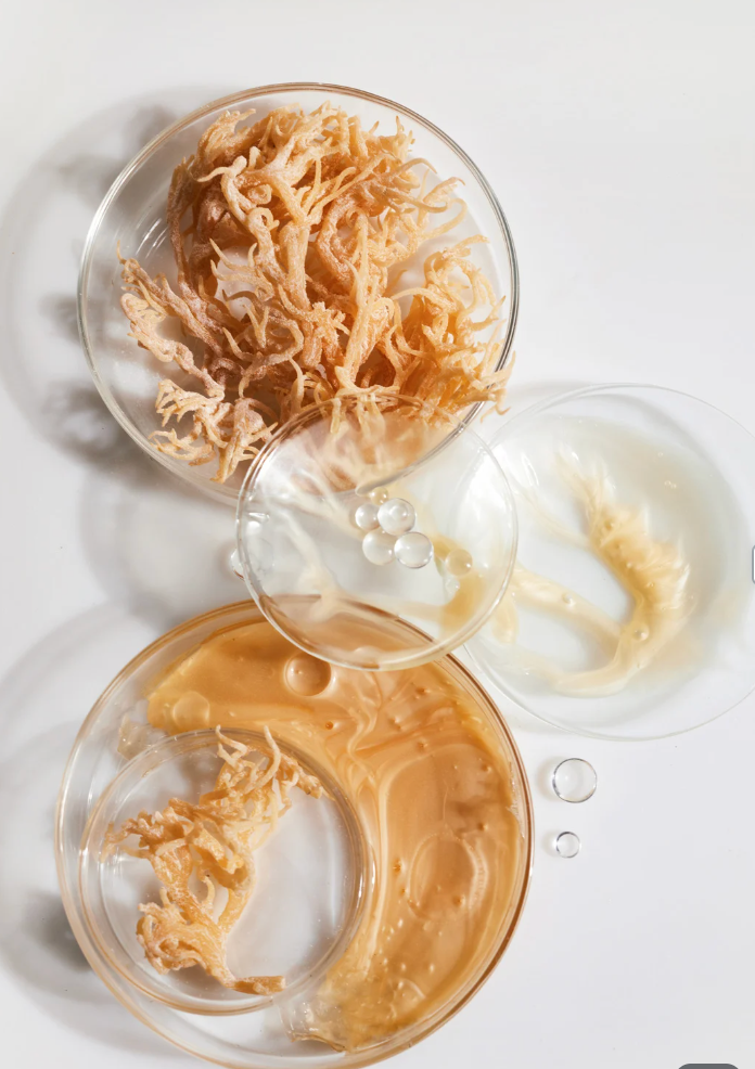 Unlocking the Power of Sea Moss: A Superfood for Optimal Health