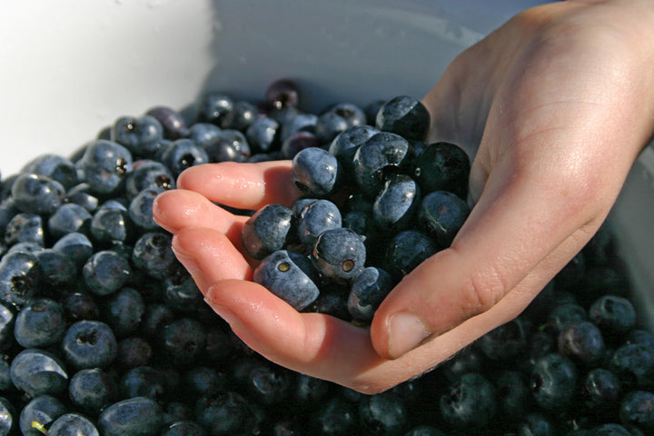 The Magical Powers of Blueberries