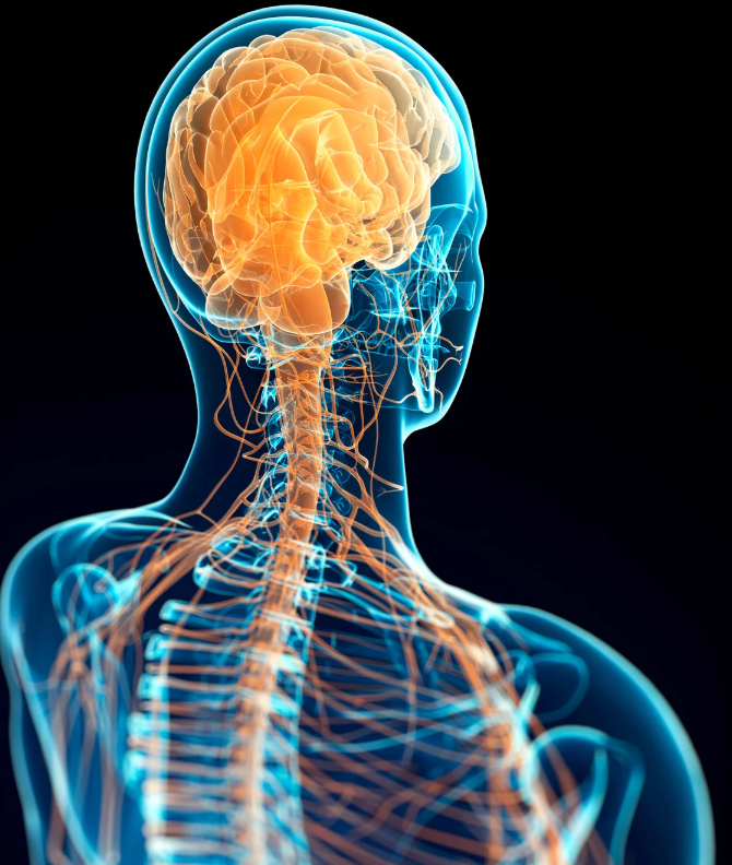 The Stress-Less Diet: How Polyvagal Theory and Protein Can Support a Calmer You